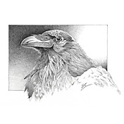 Printed Art Animal Ravens Head by Durwood Coffey