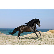Printed Art Animal Black Horse by Bob Langrish