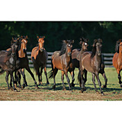 Printed Art Animal Horses by Bob Langrish