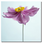 trykt lerret kunst floral Corolla jeg etter flowerphotos med strukket ramme
