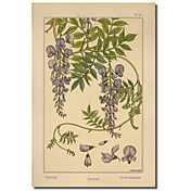 Trykt Canvas Art Plate 46 - Glycine av Vintage Apple Collection med utstrakte ramme