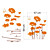  Wall Sticker - Gerbera (0565 - gz031)