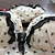 Polka Dot Bra Set