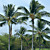  Green Trees Beach and Tropical Nature Mural