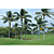  Green Trees Beach and Tropical Nature Mural