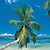 Palm Trees Beach and Tropical Coastal Landscapes Nature Mural