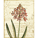 Printed Art Botanical Red Floral by Philippa